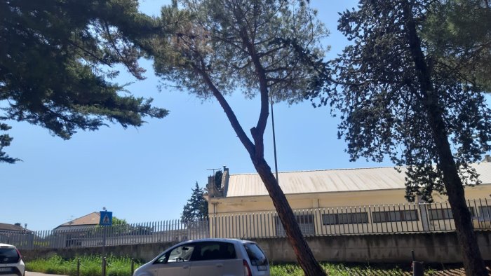 albero inclinato nel piano di zona ad ariano appello al comune ad intervenire