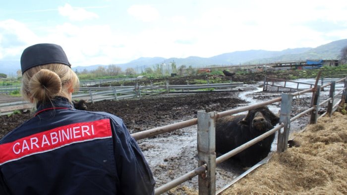 capaccio azienda bufalina trasformata in discarica sequestri e denunce