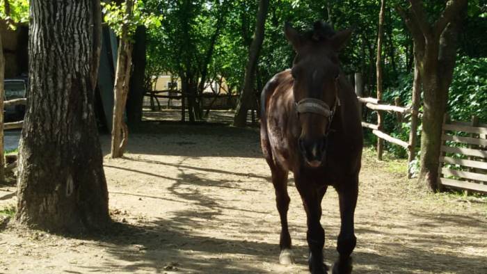 ritrovato un cavallo ad aiello adottate onion