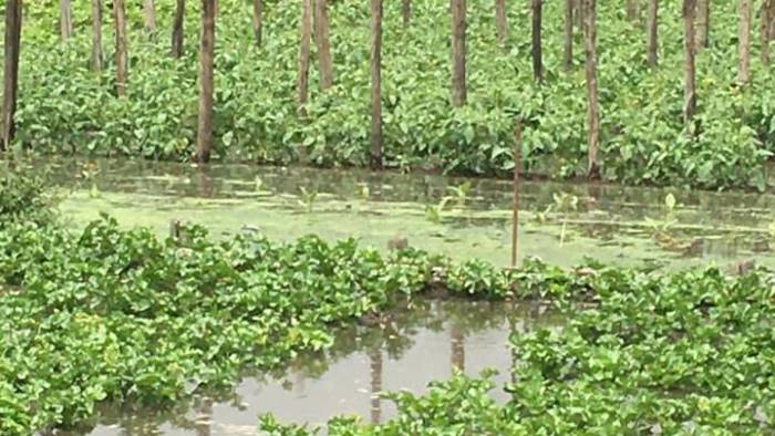 sarno straripa il fiume terreni coltivati distrutti