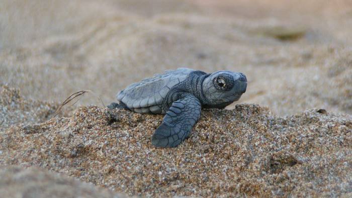 sulle tracce della caretta caretta per monitorare i nidi