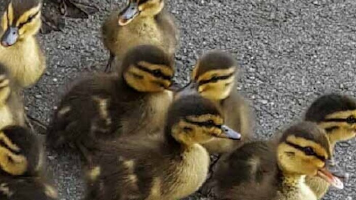 orrore in cilento anatroccoli uccisi a sassate