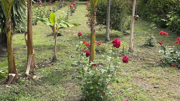 scafati alla villa comunale 3mila metri di prato naturale