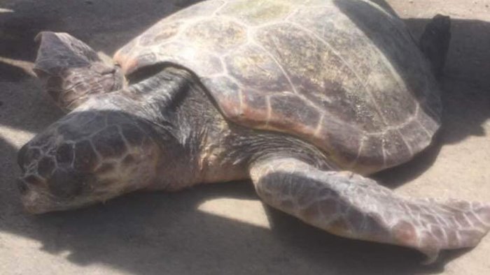 pontecagnano tartaruga senza vita ritrovata sul litorale