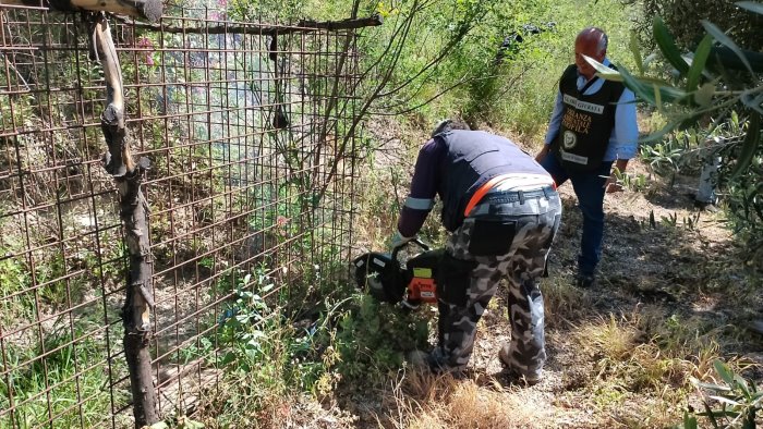 controlli a sarno scoperta e sequestrata gabbia trappola per cinghiali