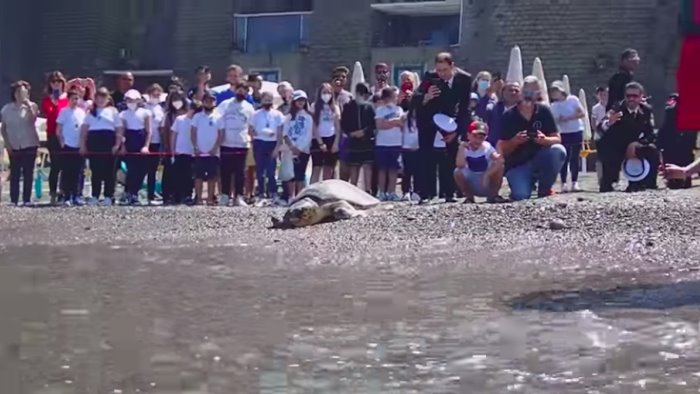 salvata da un pescatore di salerno la tartaruga nicolantonio torna in mare