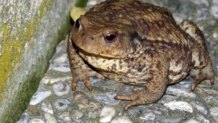 parco del partenio salviamo il rospo bufo bufo