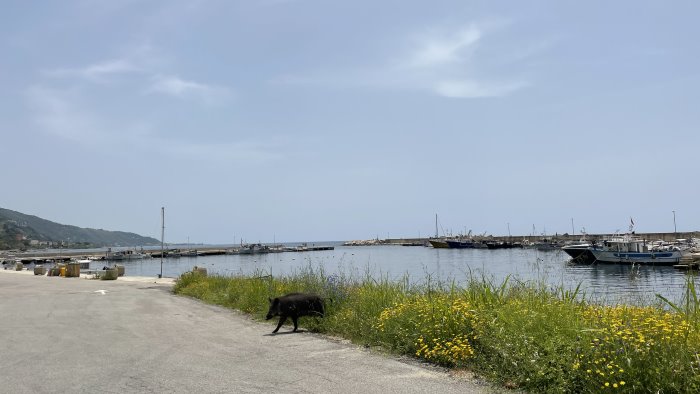 cinghiali addomesticati nel cilento mangiano tranquillamente vicino alle case