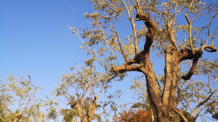 a piano di sorrento centinaia di alberi rischiano di morire per carenza idrica