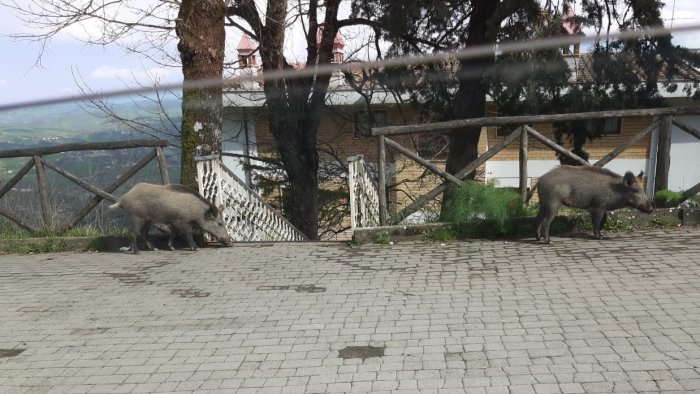 presenza di cinghiali in centro e zone rurali ad ariano incontro al comune