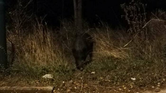 emergenza cinghiali ad ariano patto civico va tenuta alta la guardia