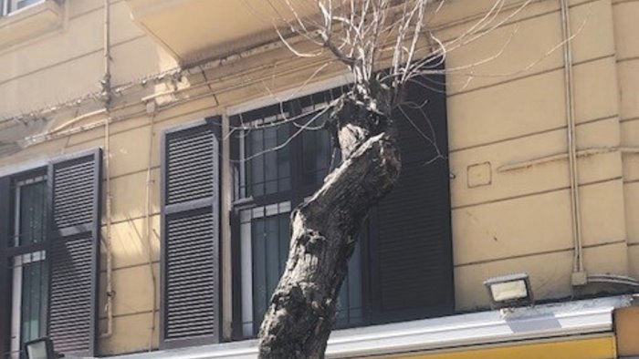 napoli municipalita collinare troppi alberi morti