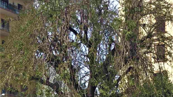 una petizione per salvare l albero monumentale di piazza degli artisti a napoli