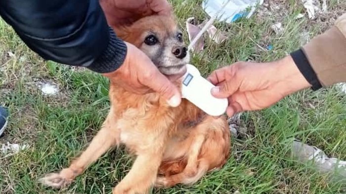 cani sbranati o feriti intervento della guardia nazionale ambientale a flumeri