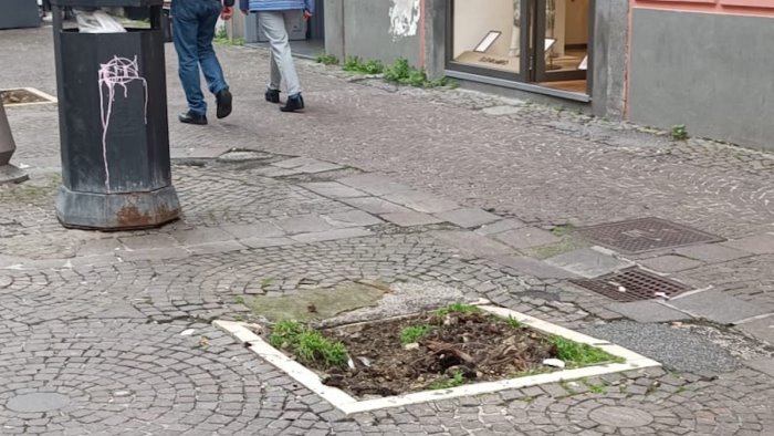 europa verde alberi un patrimonio svilito a salerno