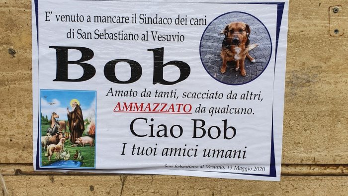 bob il sindaco dei cani di san sebastiano morto investito l addio della citta