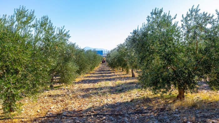 mandria e gregge pascolano abusivamente nei nostri oliveti e li distruggono