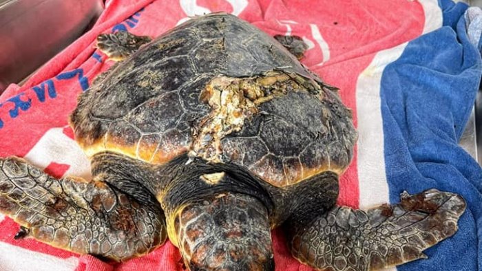 tartaruga ferita salvata a casal velino ha una profonda frattura del carapace