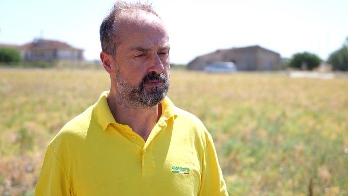 maltempo masiello danni alle coltivazioni in campo