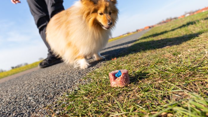 avellino bocconcini per cani avvelenati a viale italia e allarme