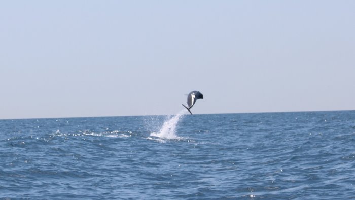 massa lubrense le acrobazie dei delfini tra punta campanella e capri