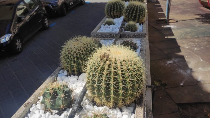 atrani come un giardino botanico diffuso grazie al restyling del verde pubblico