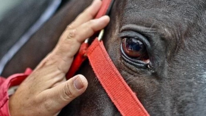 petruro scontro tra auto e calesse il cavallo ferito sara abbattuto