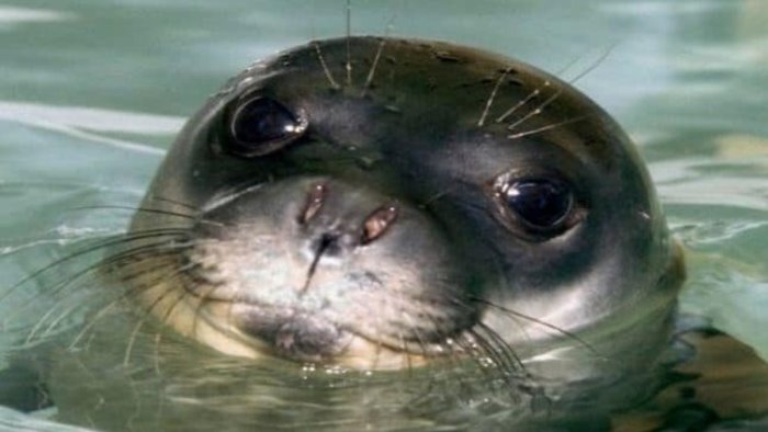 massa lubrense l eccezionale avvistamento di una foca monaca nel parco marino