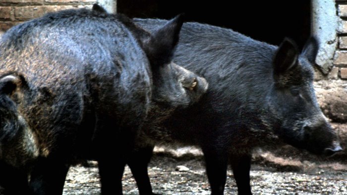 trova i cinghiali nel giardino urla e scappa il suo cane aggredito e ferito