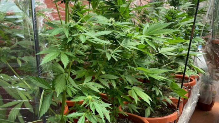 nasconde una serra di marijuana sul terrazzo di casa arrestato