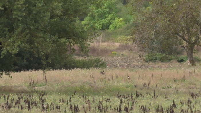 emergenza cinghiali 4 milioni di danni per l agricoltura in campania