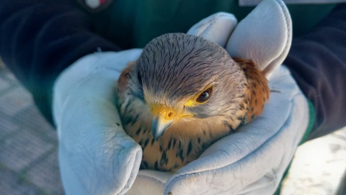 falco pellegrino iperprotetto ferito a roccabascerana rapido salvataggio