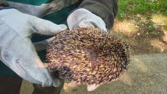 forino riccio esce dal letargo e viene preso a calci come se fosse un pallone