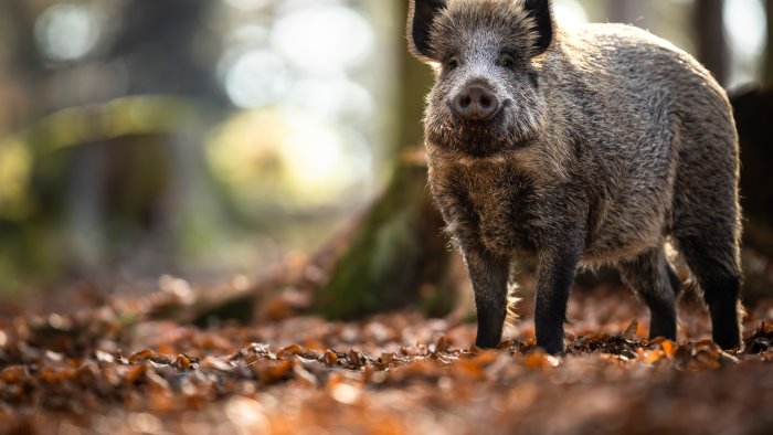 cilento uomo azzannato a un braccio da un cinghiale