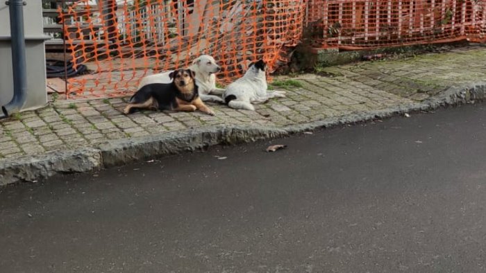 branco di cani randagi ad ariano pericolo per la pubblica incolumita