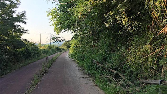 benevento testa di cane sulla ciclabile la denuncia degli animalisti