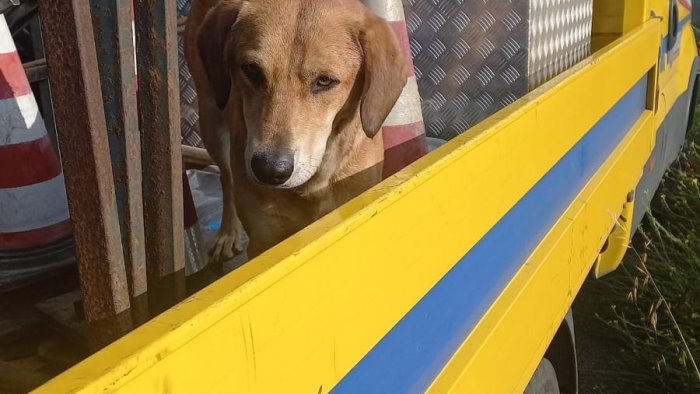 cane ferito sul raccordo a serino salvato dai poliziotti e cantoniere anas