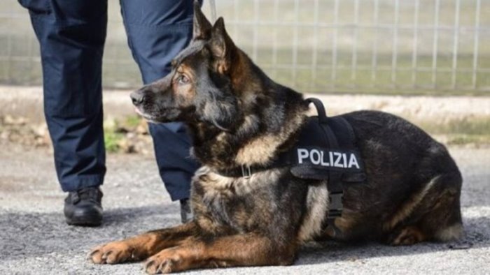 blitz in carcere i cani di avellino sono ormai un incubo per gli spacciatori