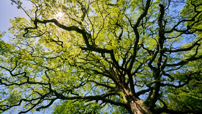 report symbola e coldiretti 32 alberi monumentali in provincia di salerno