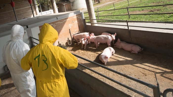 la peste suina ritorna nella zona rossa a sud di salerno