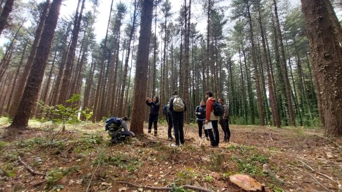 serino nuovi alberi per salvare il bosco delle sorgenti aquaro pelosi