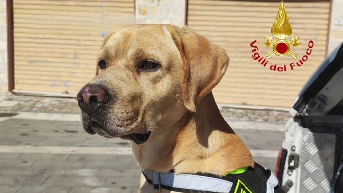 salerno i vigili del fuoco festeggiano il compleanno del cane eroe ben