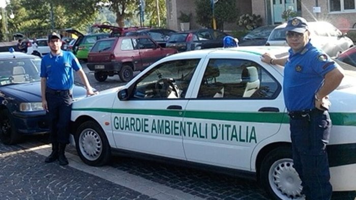 avellino gattino intrappolato liberato dai volontari del gadit