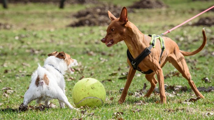 asl e comune di napoli patentino per i proprietari di cani