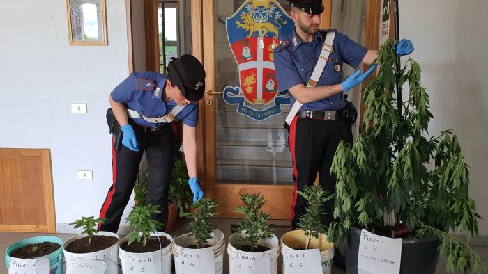 piante di canapa nel giardino di casa denunciato