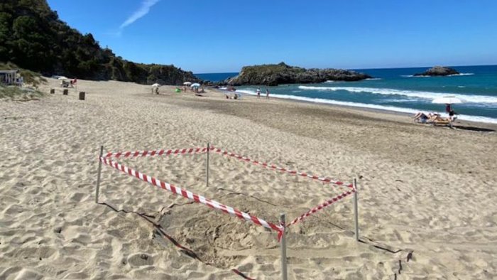 le tartarughe caretta caretta tornano a nidificare in cilento