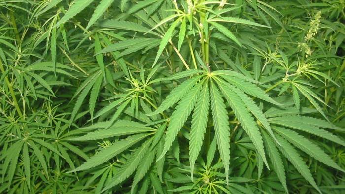 lettere sequestrate due piantagioni di cannabis