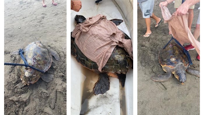 tartaruga trovata ferita in mare salvata dai soccorritori