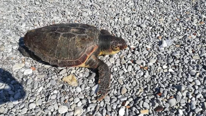 tartaruga trovata morta in spiaggia plastica provoca questo