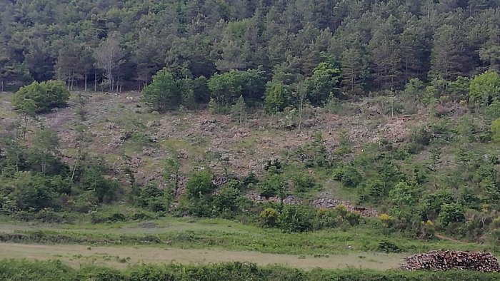 taglio abusivo di bosco a montesano sulla marcellana